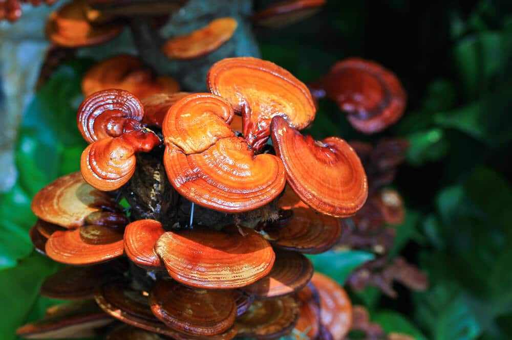 Ganoderma hatása a szervezetre - Élettár
