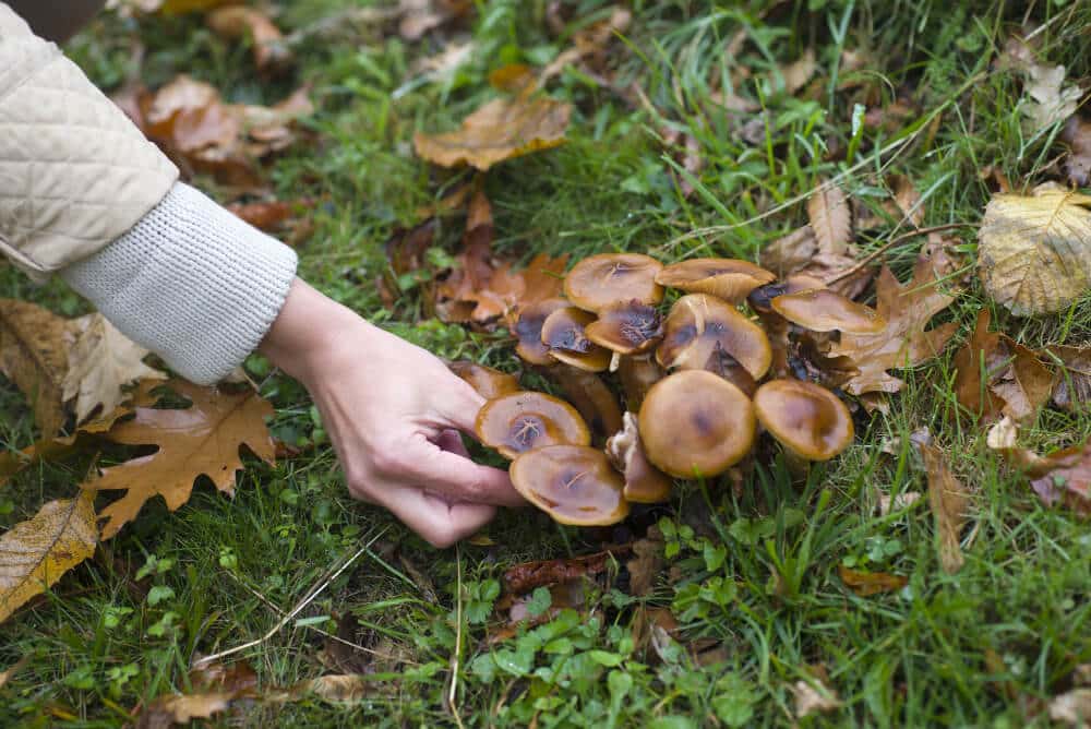 Gyógygomba fajták - Élettár