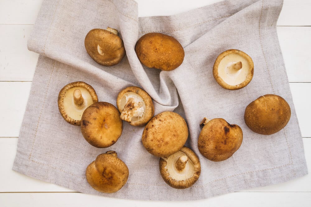Shiitake gomba - Élettár